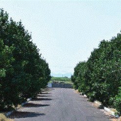 Sunsiri Elite County – Residential Plots in Vijayawada