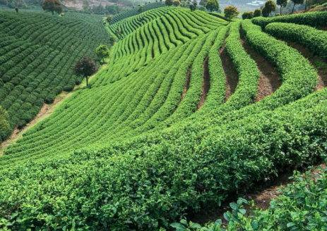 Protech Tarun Nagar Phase 3 Block C – 4 and 5 BHK Apartments in Guwahati