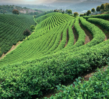 Protech Tarun Nagar Phase 5 Block E – 4 and 5 BHK Apartments in Guwahati